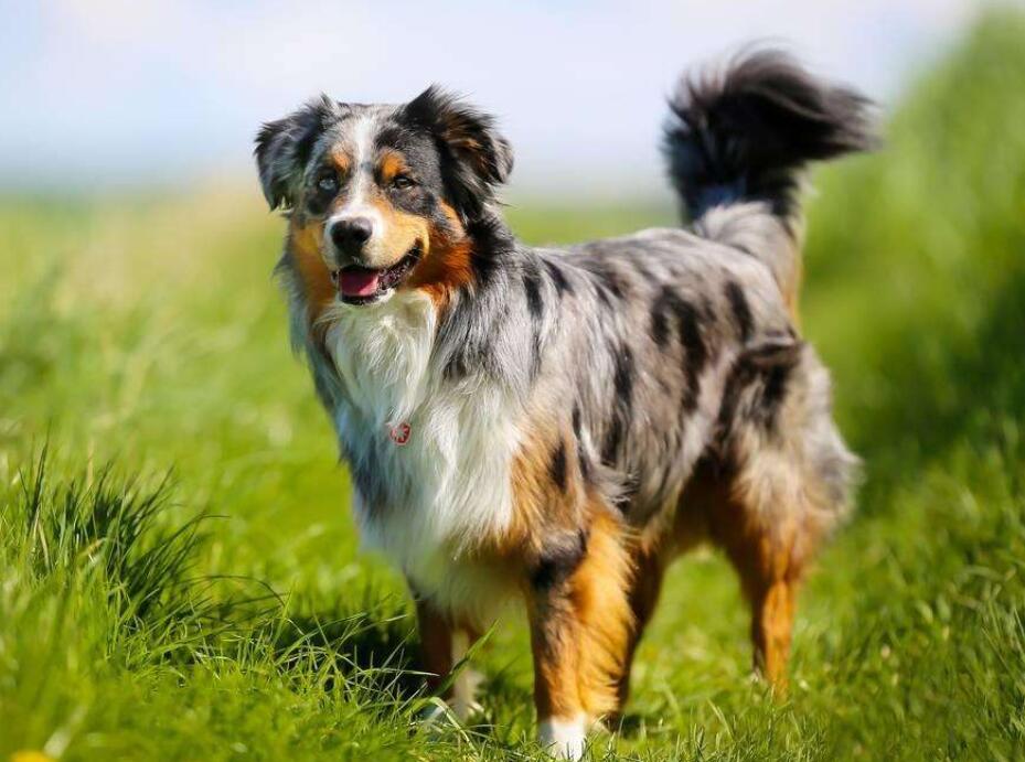 ����ù������ɲ�Ѫ���Σ�һ֧�ȵǲ�Ѫ�ξ�