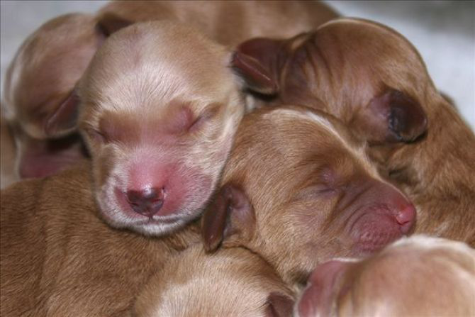 ������ȮС��ιʲô�̷ۺã��׻��䷽���̲�