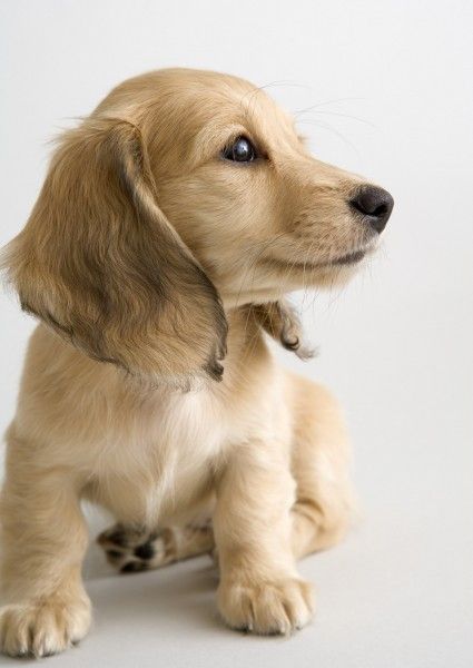 ���ﳦθ����ʲô���ã����˳��ﳦθ����è