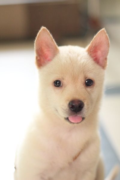 ��С���Գ�θ����ԭ����ʲô����θ�����ι