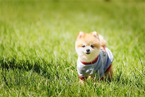 ��������ʳ�����񡪡��ȵǳ�θ��