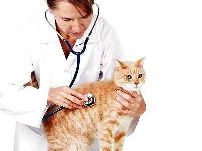 �ȵǳ�θ��������������ЧԤ��è�����治��