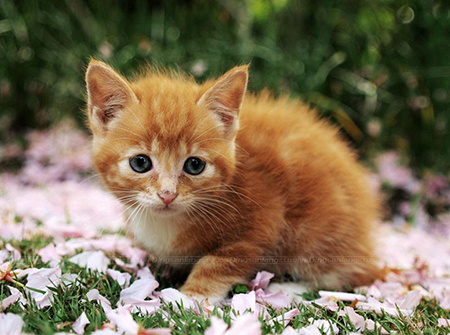 ��ҵʢ����չ�� �������Ӫ��Ʒ�ƹȵ�ǿ��