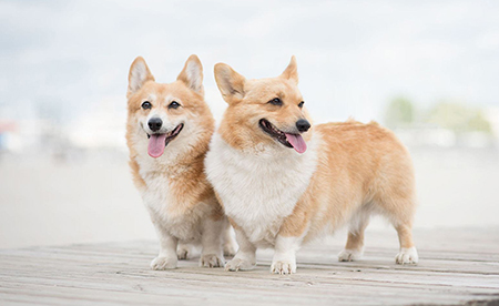 �ȵ�Ʒ�ơ����й�������ҵ�ı�־��Ʒ��